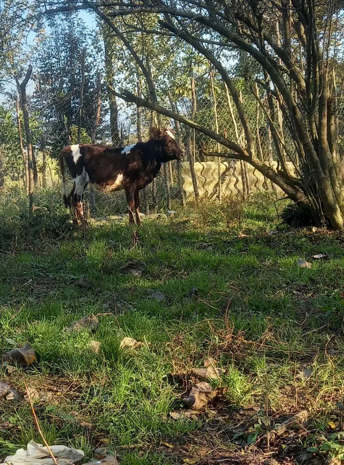 گاو گوساله ماده مشکی وسفید یک ساله|حیوانات مزرعه|رشت, آب و برق|دیوار