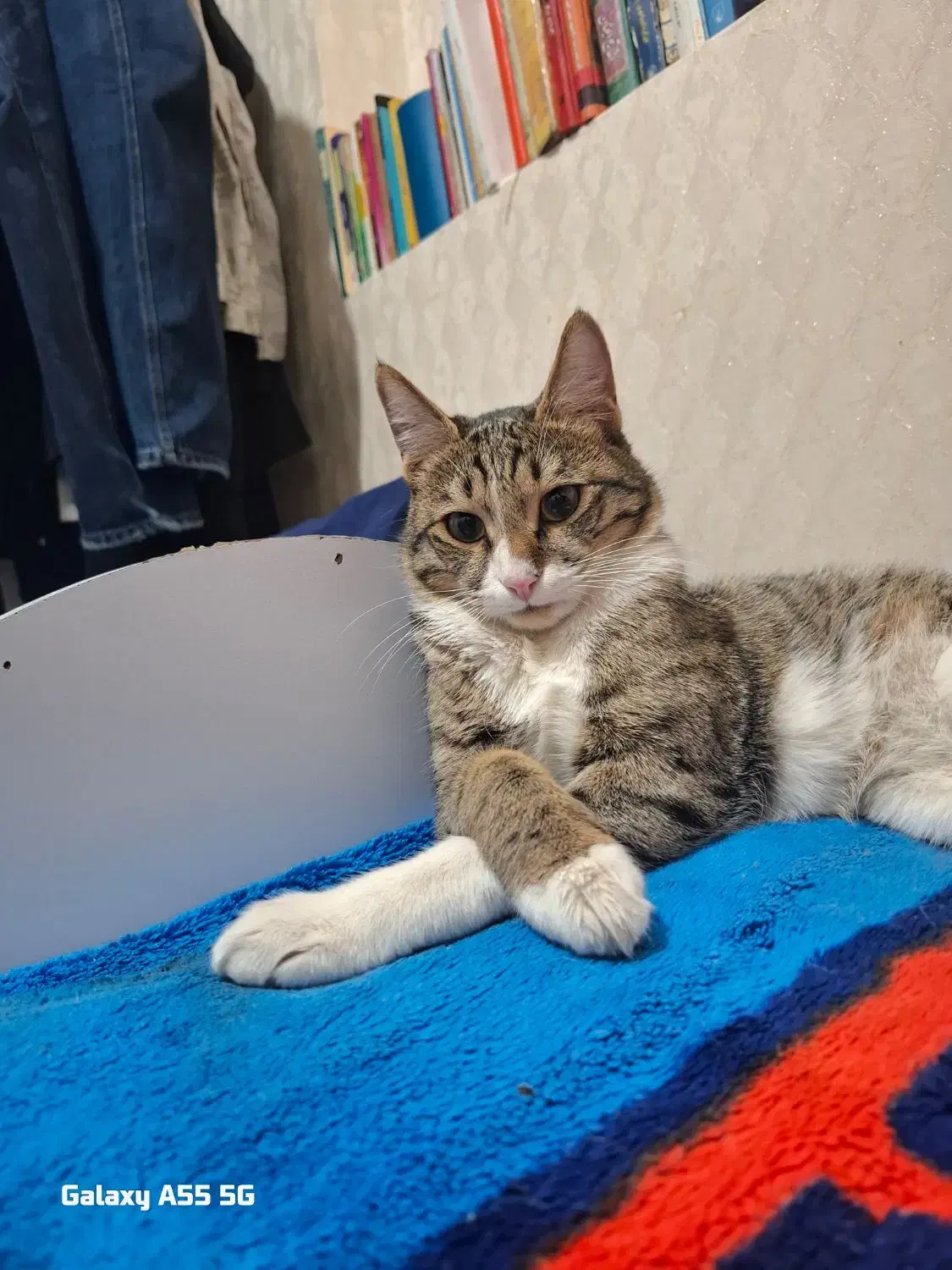 گربه dsh|گربه|ورامین, ورامین|دیوار