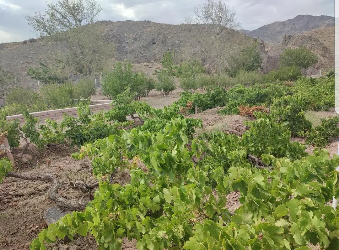 باغ واقع در روستای قز|فروش زمین و ملک کلنگی|سبزوار, کراب|دیوار