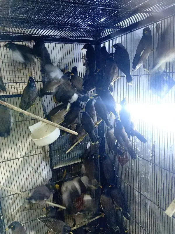 مرغ مینای|پرنده|اهواز, امانیه|دیوار