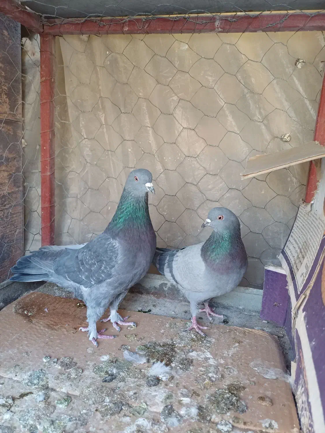 کبوتر پرشی|حیوانات|اصفهان, پوریای ولی|دیوار