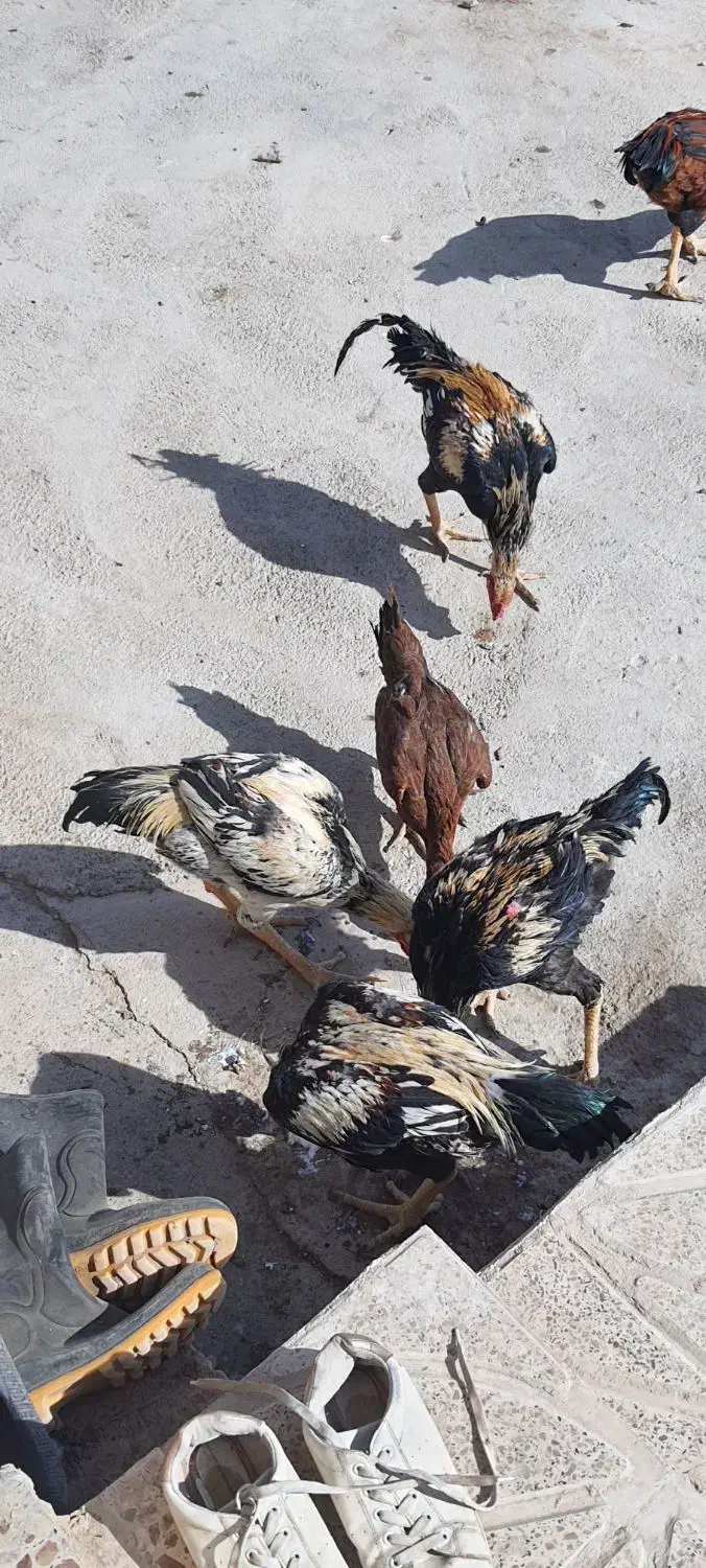 ۴ عدد خروس باری|حیوانات مزرعه|شاهین دژ, |دیوار