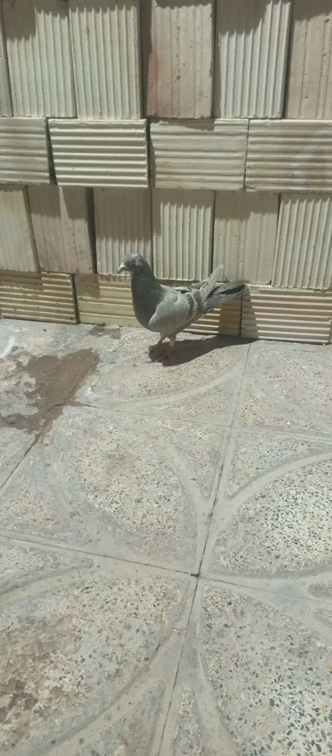 چند عدد کبوتر|پرنده|بم, |دیوار