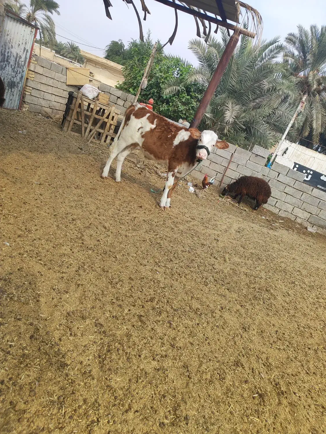 گاو خانگی|حیوانات مزرعه|بندر ماهشهر, |دیوار