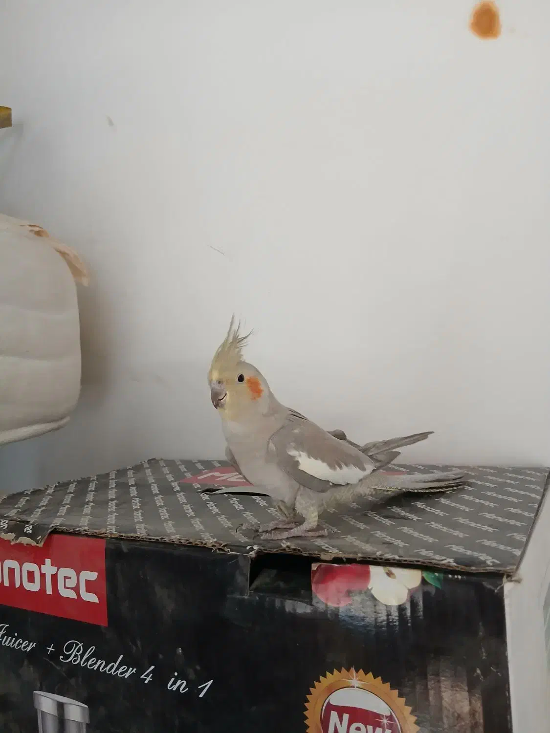 پرنده های خوب|پرنده|بومهن, |دیوار