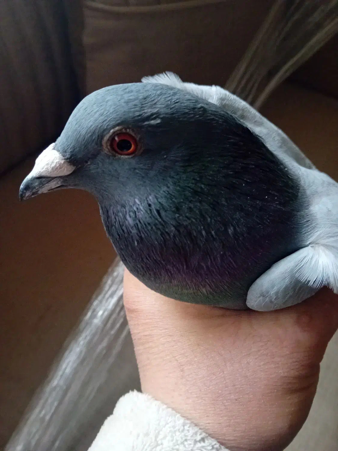 کبوترمسافتی آلمانی|پرنده|آمل, |دیوار