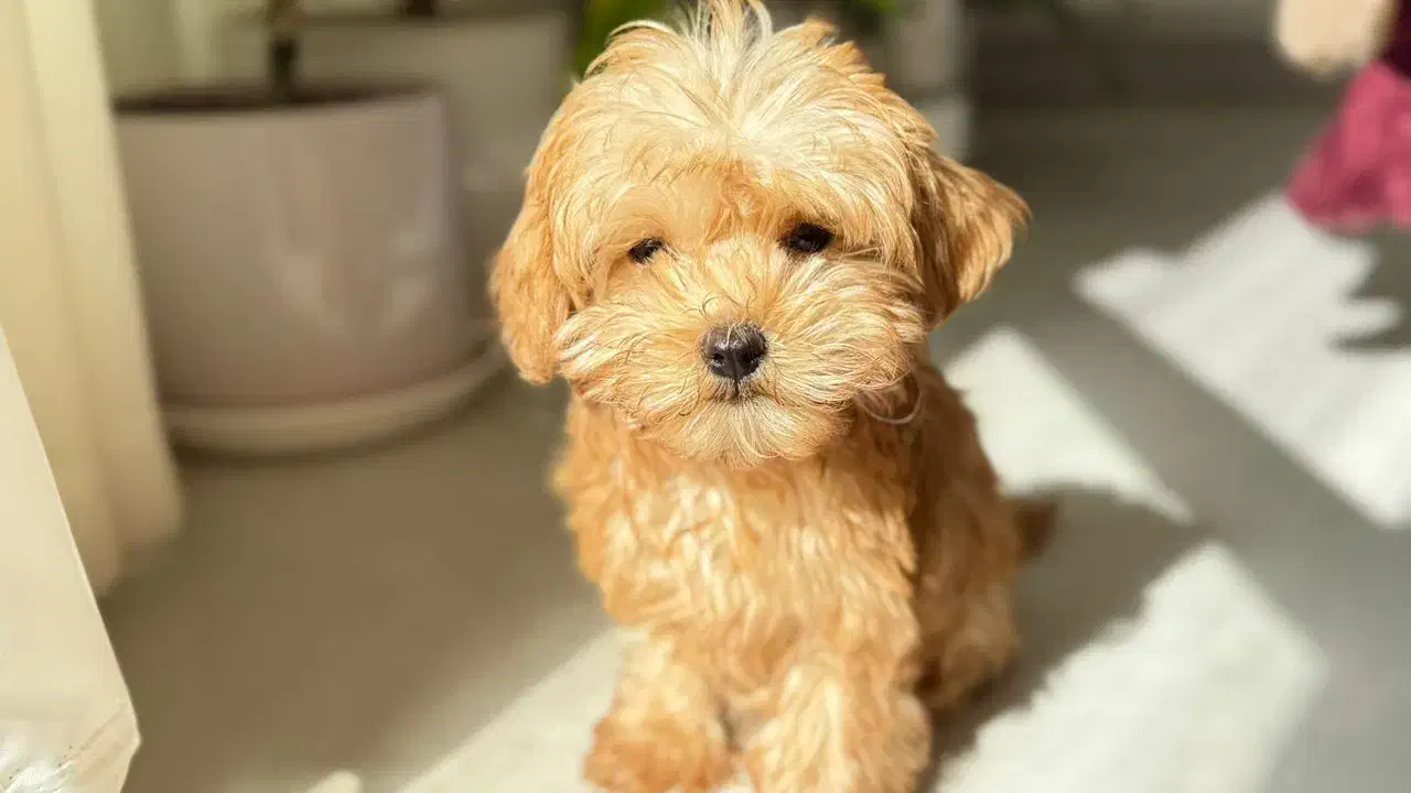 توی پودل ناب|سگ|کرمانشاه, |دیوار