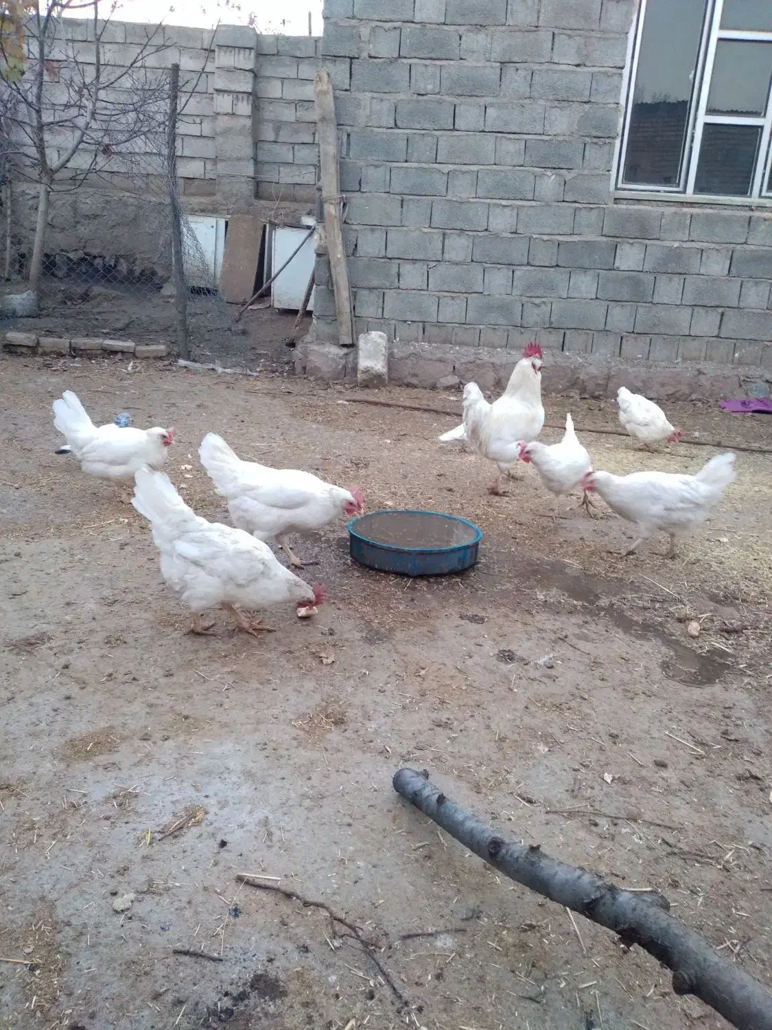 مرغ وخروس واورک وغاز|حیوانات مزرعه|مرند, |دیوار