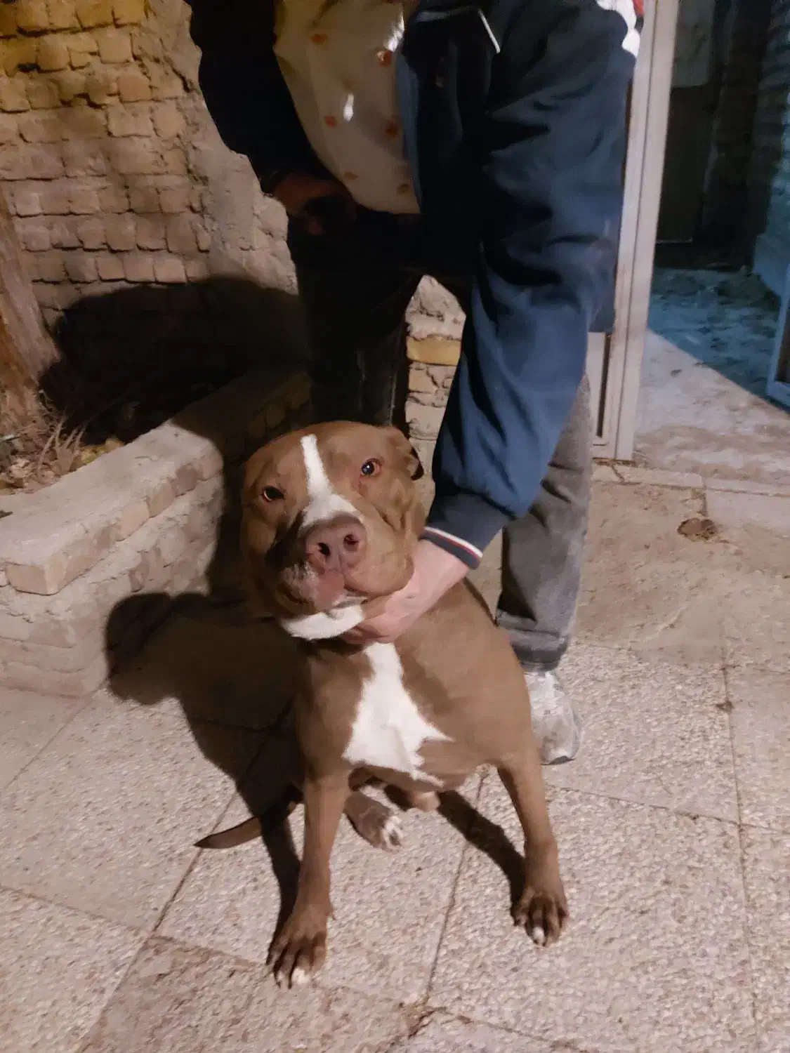 چند قلاده سگ پدر پیت بول ماستیف مادر جرمن دوبرمن|سگ|شیراز, سلطان آباد|دیوار