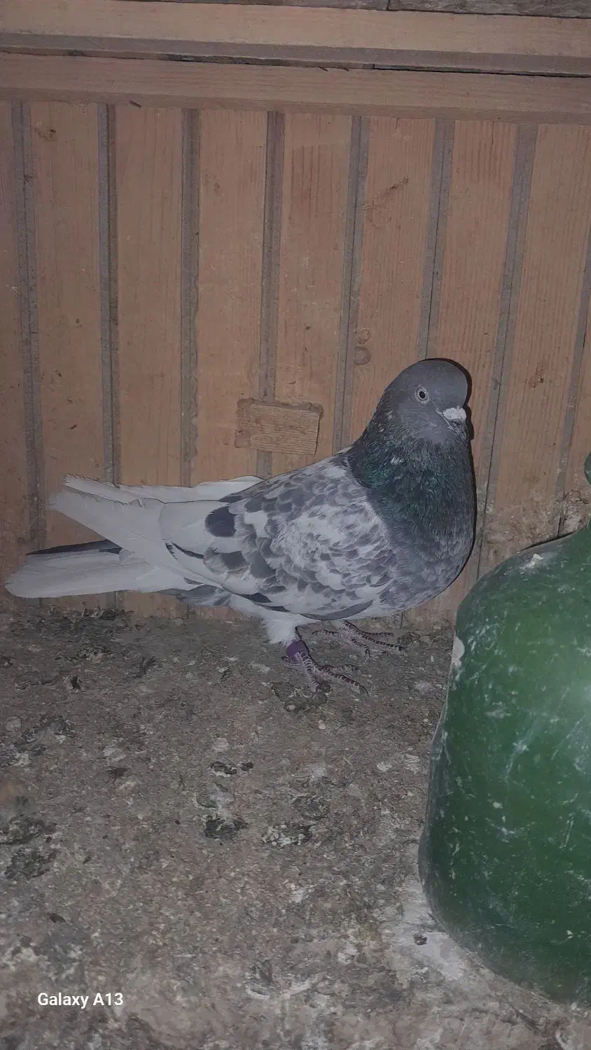 کبوتر|پرنده|پاکدشت, حصار امیر|دیوار