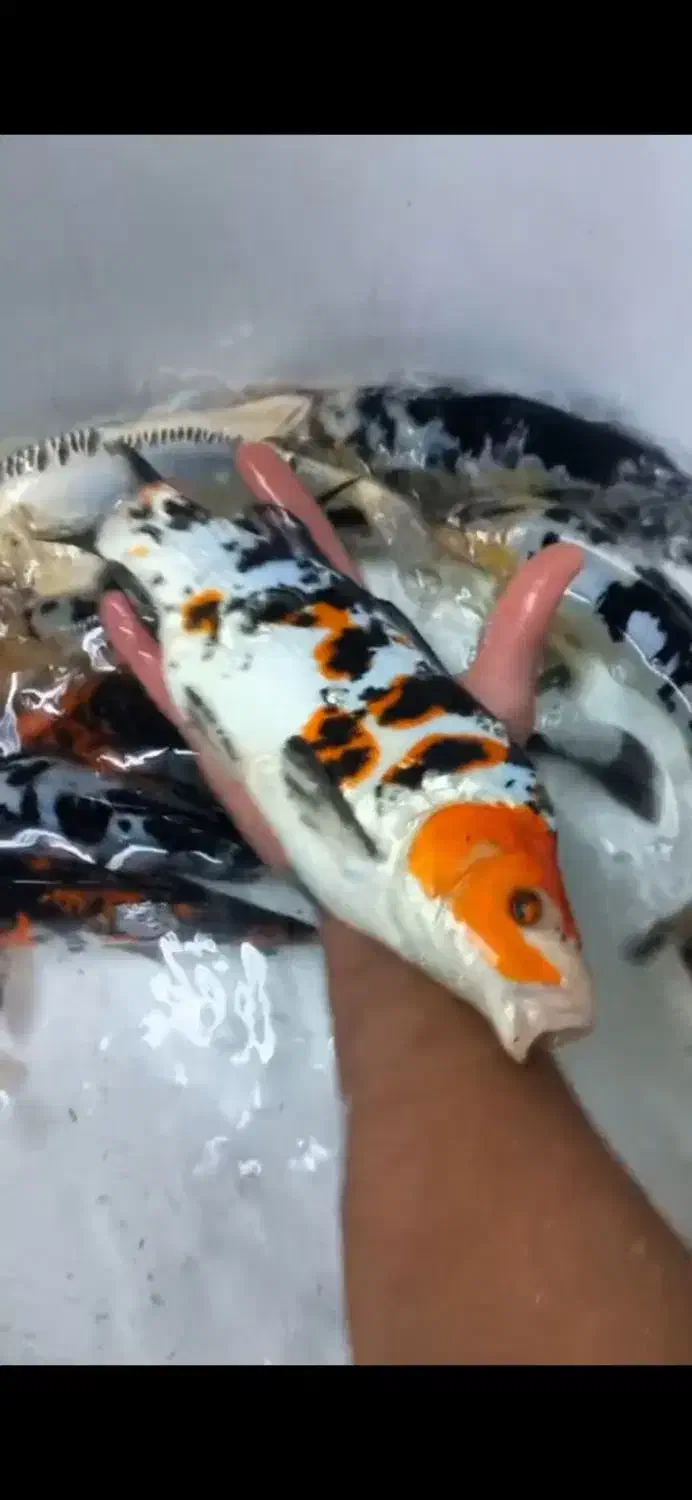 مزرعه پرورش و پخش ماهی کوی حوض آکواریوم طعمه و....|ماهی|تهران, مینابی|دیوار