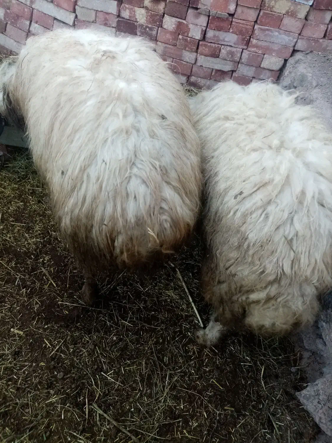 قوچ دو عدد|حیوانات مزرعه|شوط, |دیوار