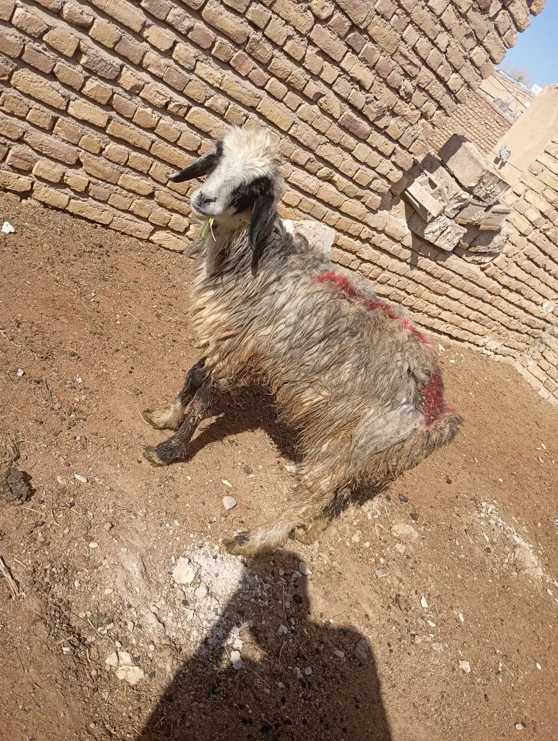 میش داشتی|اشیا|تربت جام, میان جام|دیوار