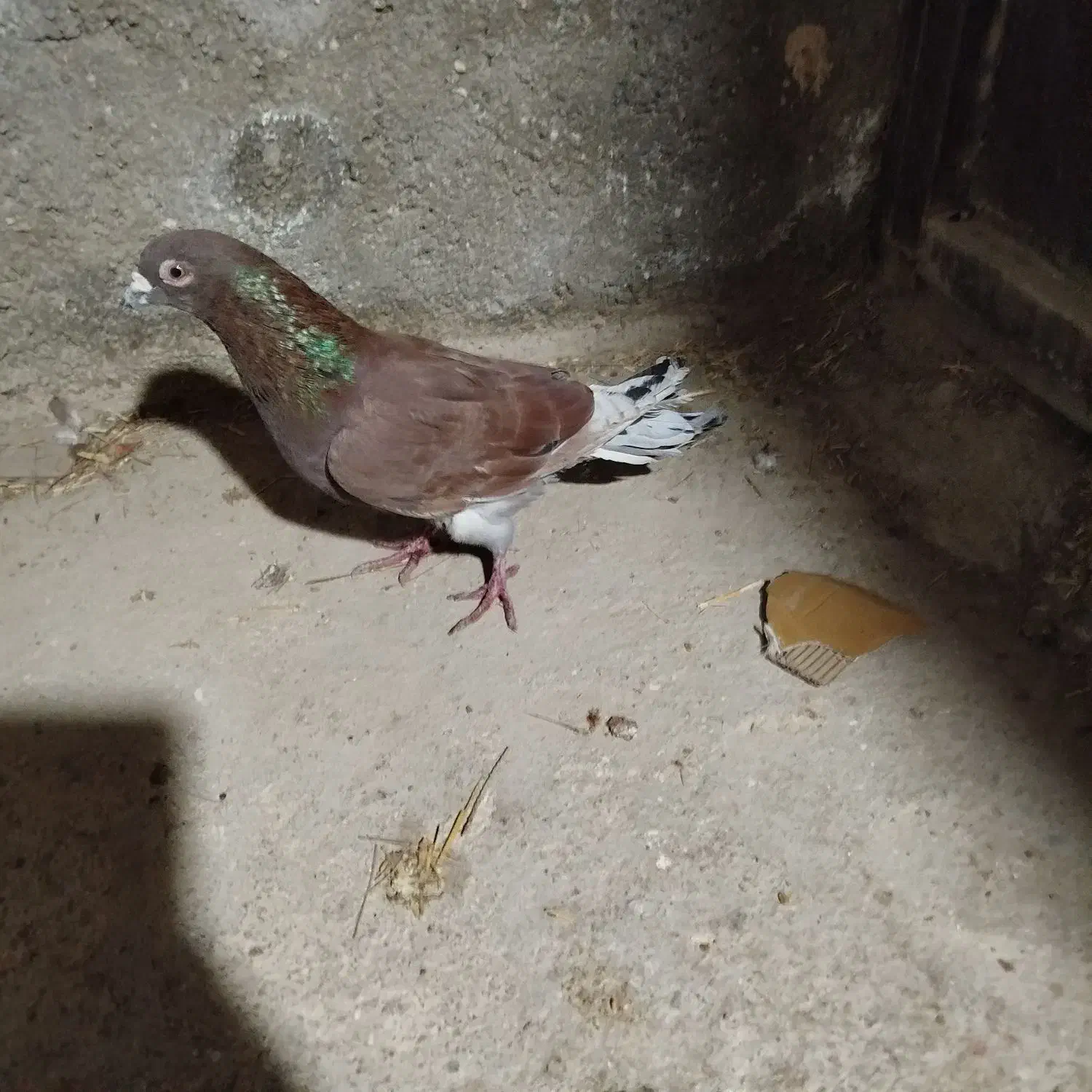 کبوتر پرشی|پرنده|شیروان (خراسان), |دیوار