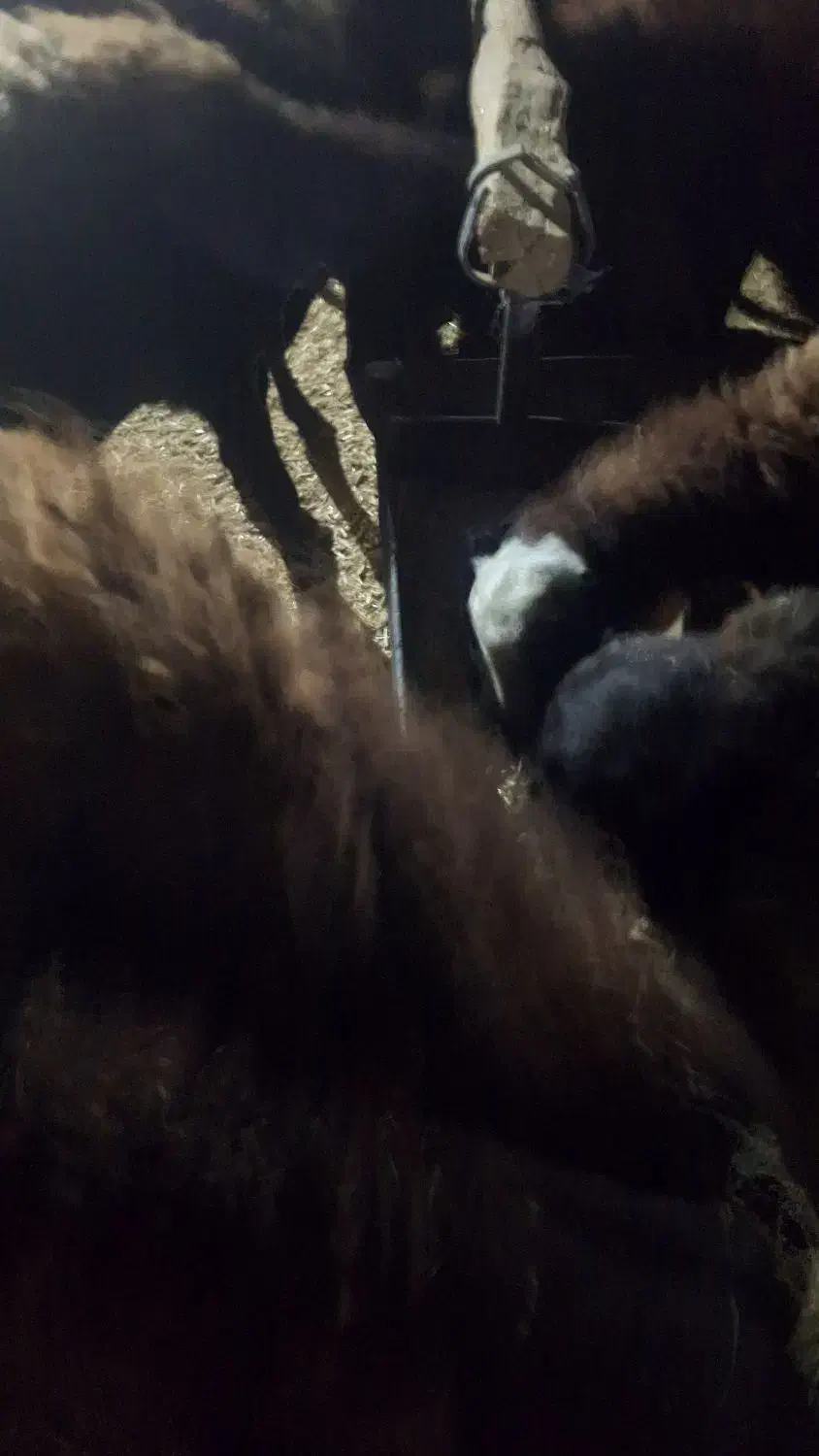 فروش ۲۱عدد بره ماده قوچ خورده|حیوانات مزرعه|تربت‌حیدریه, پائین ولایت|دیوار