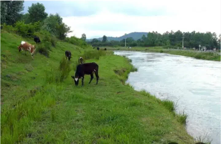 زمین باغی در خرفکل|فروش زمین و ملک کلنگی|احمدسرگوراب, |دیوار