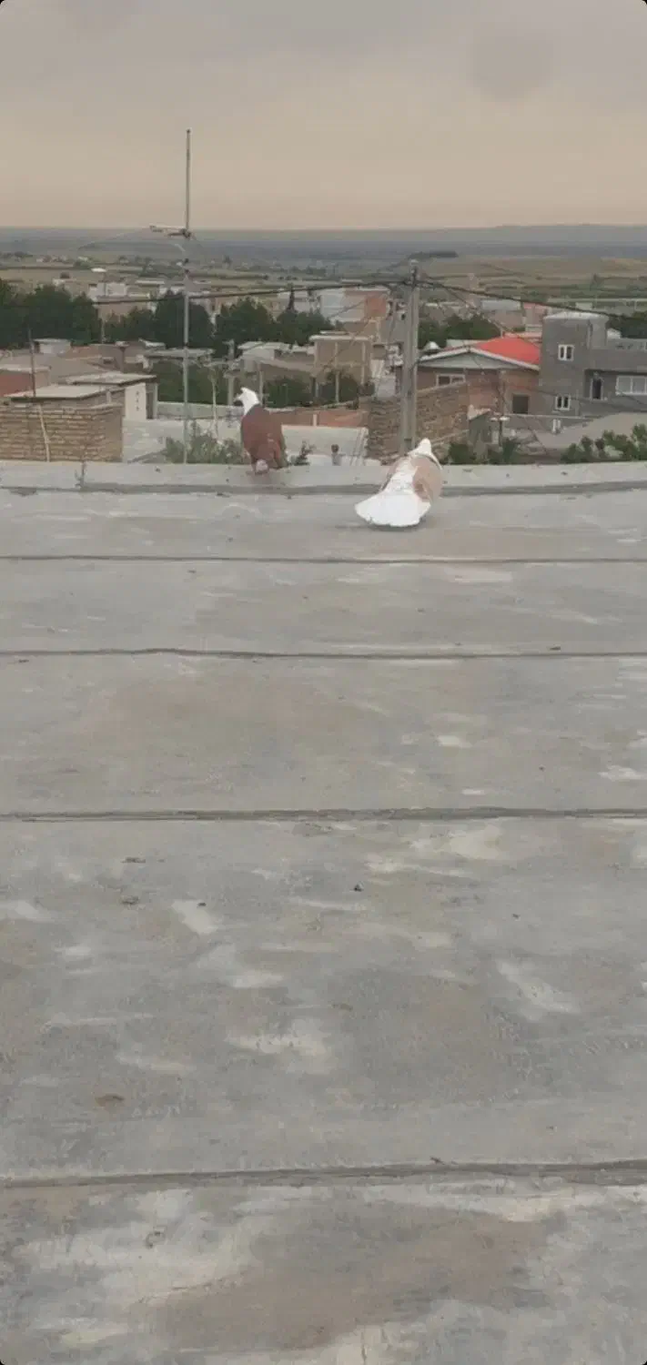 دوبال زرد سوسکی بزک دوعدد کربلایی سرخ خون سینه|پرنده|گالیکش, |دیوار