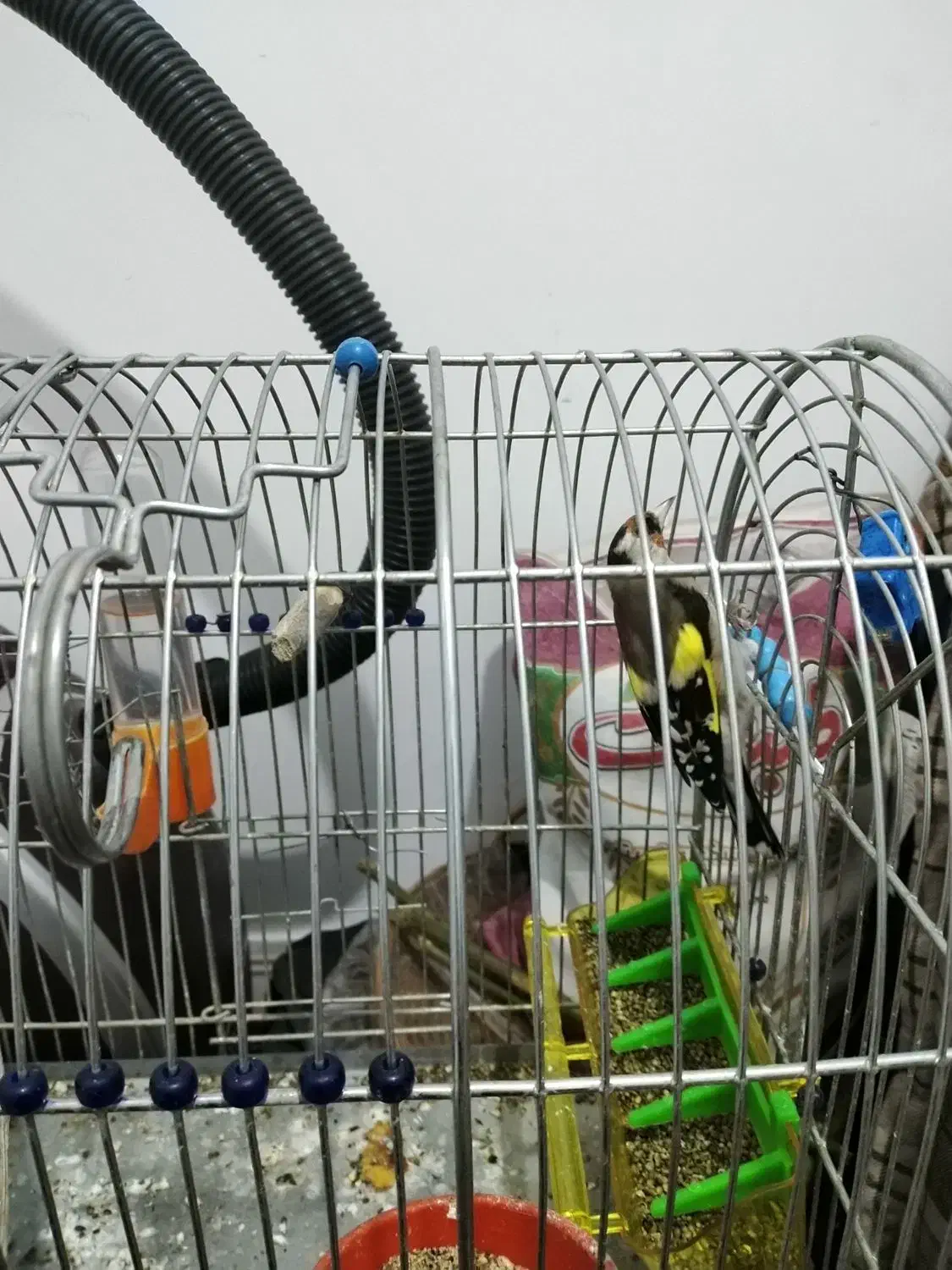 سهره زیبا|پرنده|کرمانشاه, |دیوار