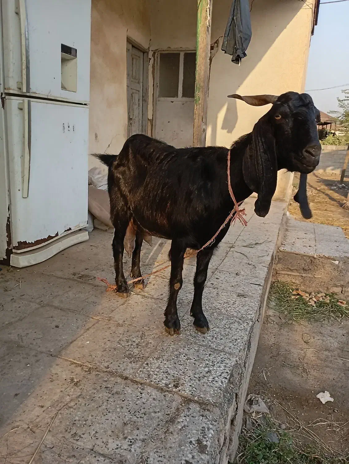 بزپاکستانی|حیوانات مزرعه|سنگدوین, |دیوار