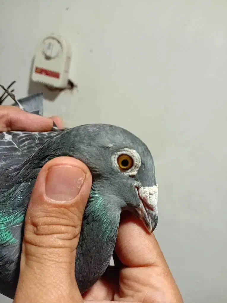 نروماده پلاکی|پرنده|بندر ماهشهر, |دیوار