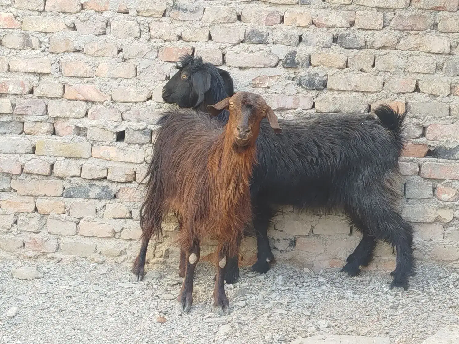 دو تا بز جوان و سالم|حیوانات مزرعه|زاهدان, |دیوار