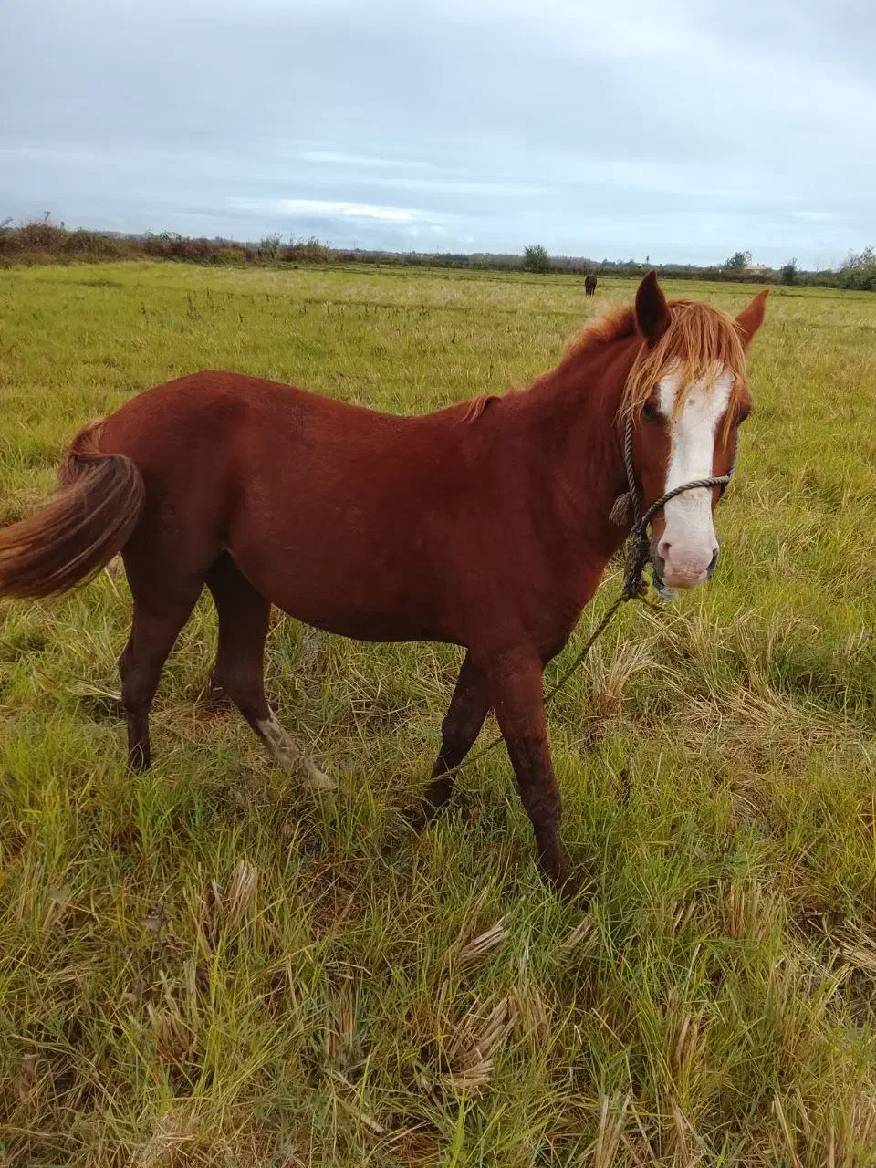 اسب نر کرُند ۴ ساله|اسب و تجهیزات اسبسواری|رودسر, |دیوار