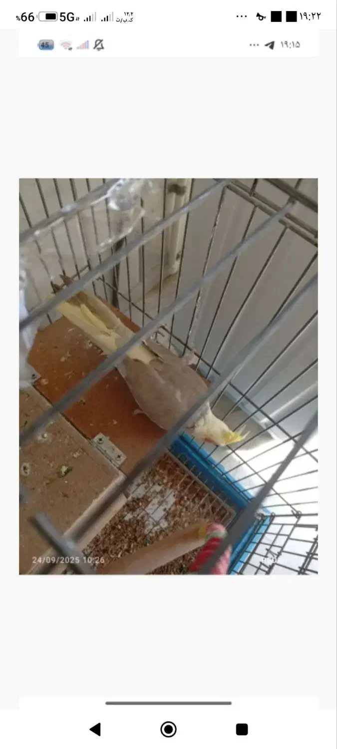 ۲ عدد عروس هلندی جفت|پرنده|گنبد کاووس, |دیوار