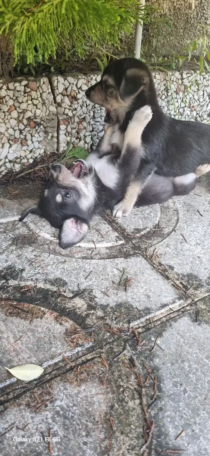 واگذاری رایگان توله دو ماهه ماده و مادر یک ساله|سگ|نوشهر, |دیوار