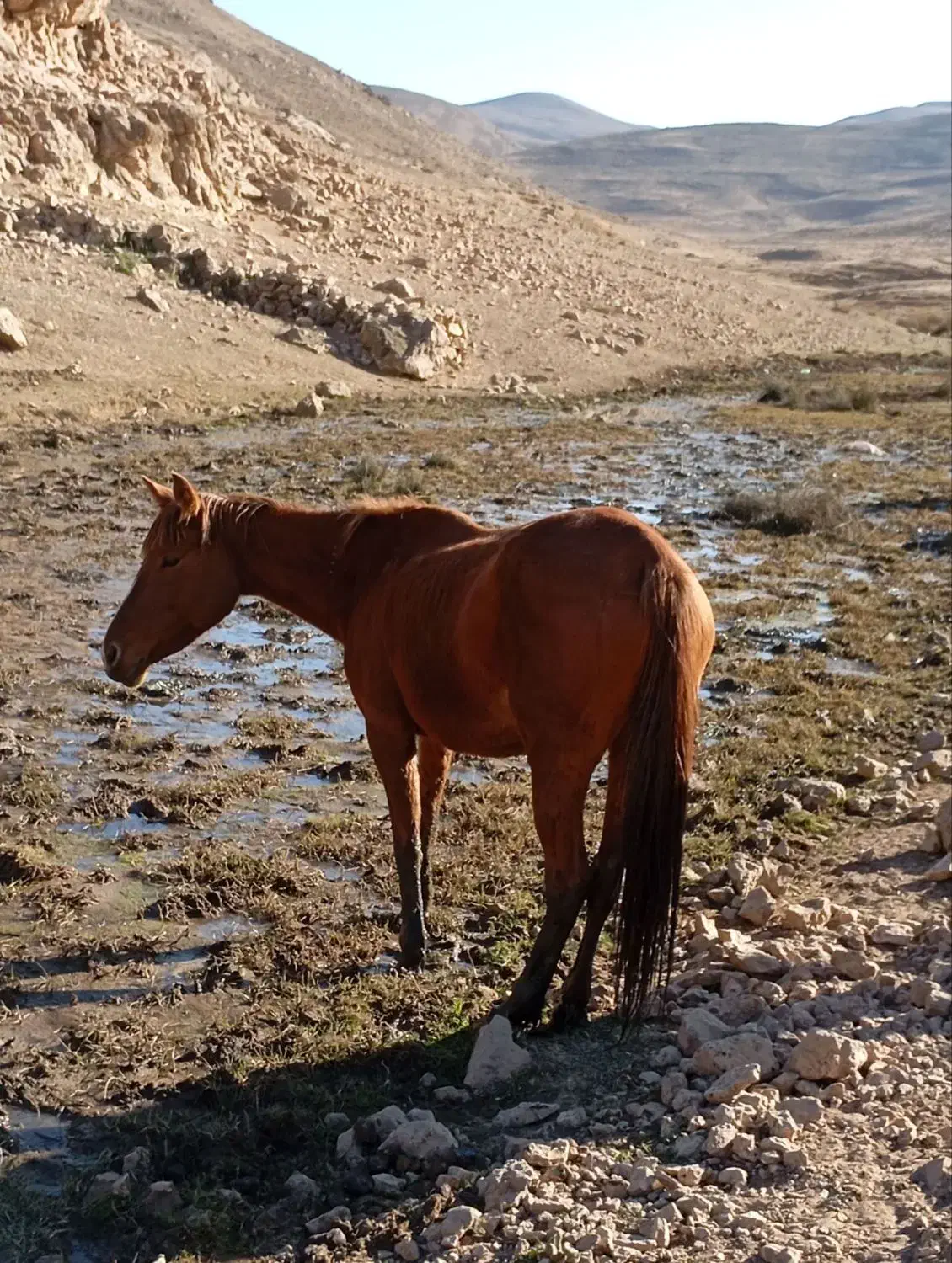 اسب مادیان فروشی|اسب و تجهیزات اسب‌سواری|بجنورد, |دیوار
