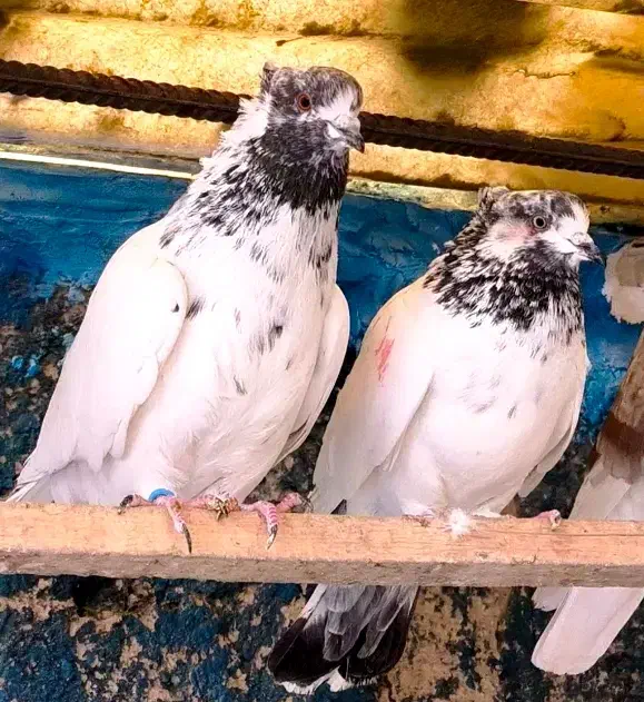 کفتر کبوتر کله دم سبز کله دار سو قدیم|پرنده|تهران, ورزشگاه آزادی|دیوار