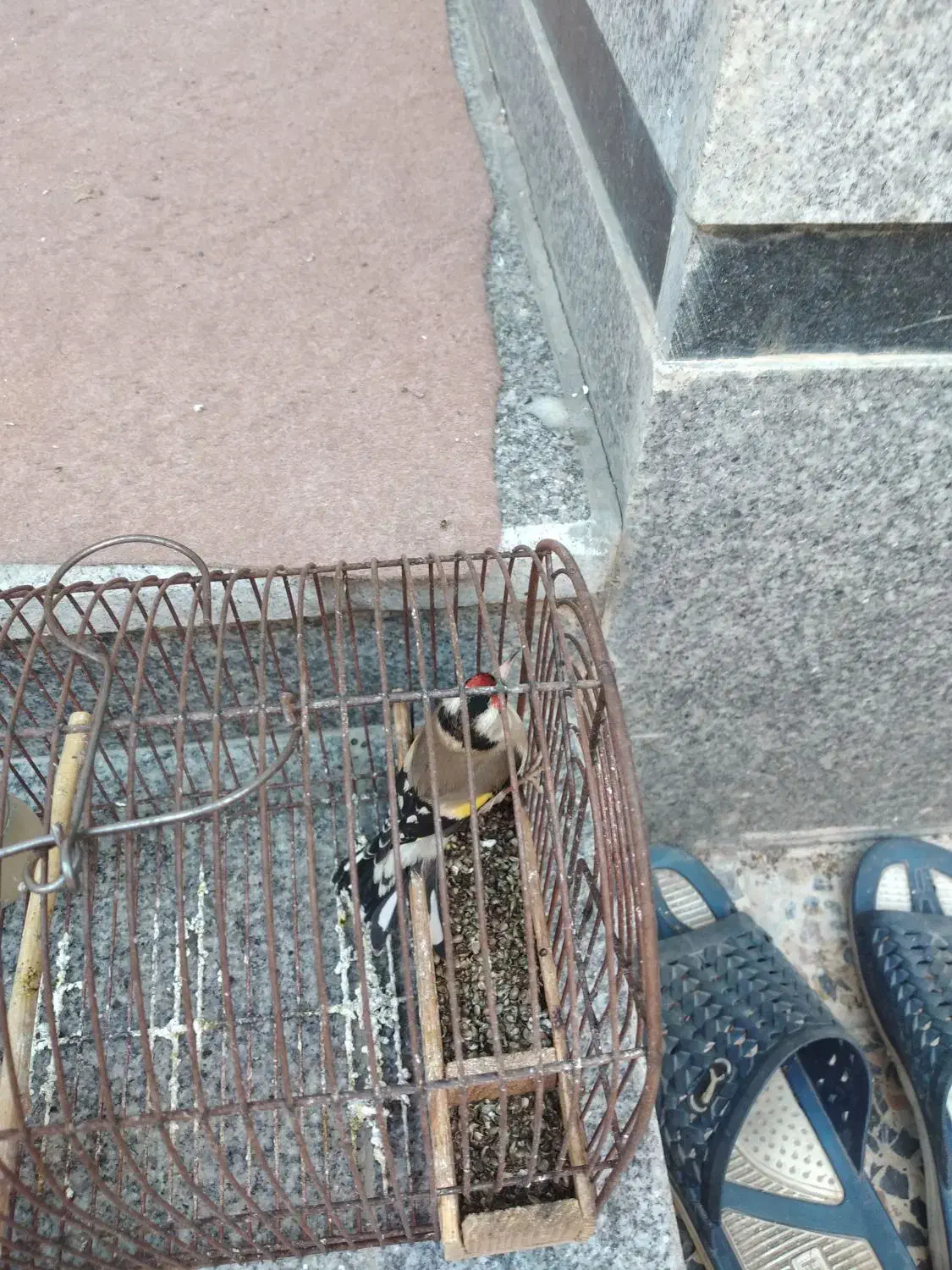 سهره و قناری|پرنده|شیراز, کوشک میدان|دیوار