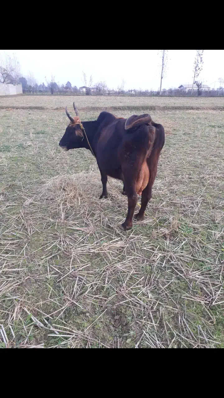 گاو محلی شیری با گوساله ماده سیمنتال امپولی|حیوانات مزرعه|رشت, یخسازی|دیوار