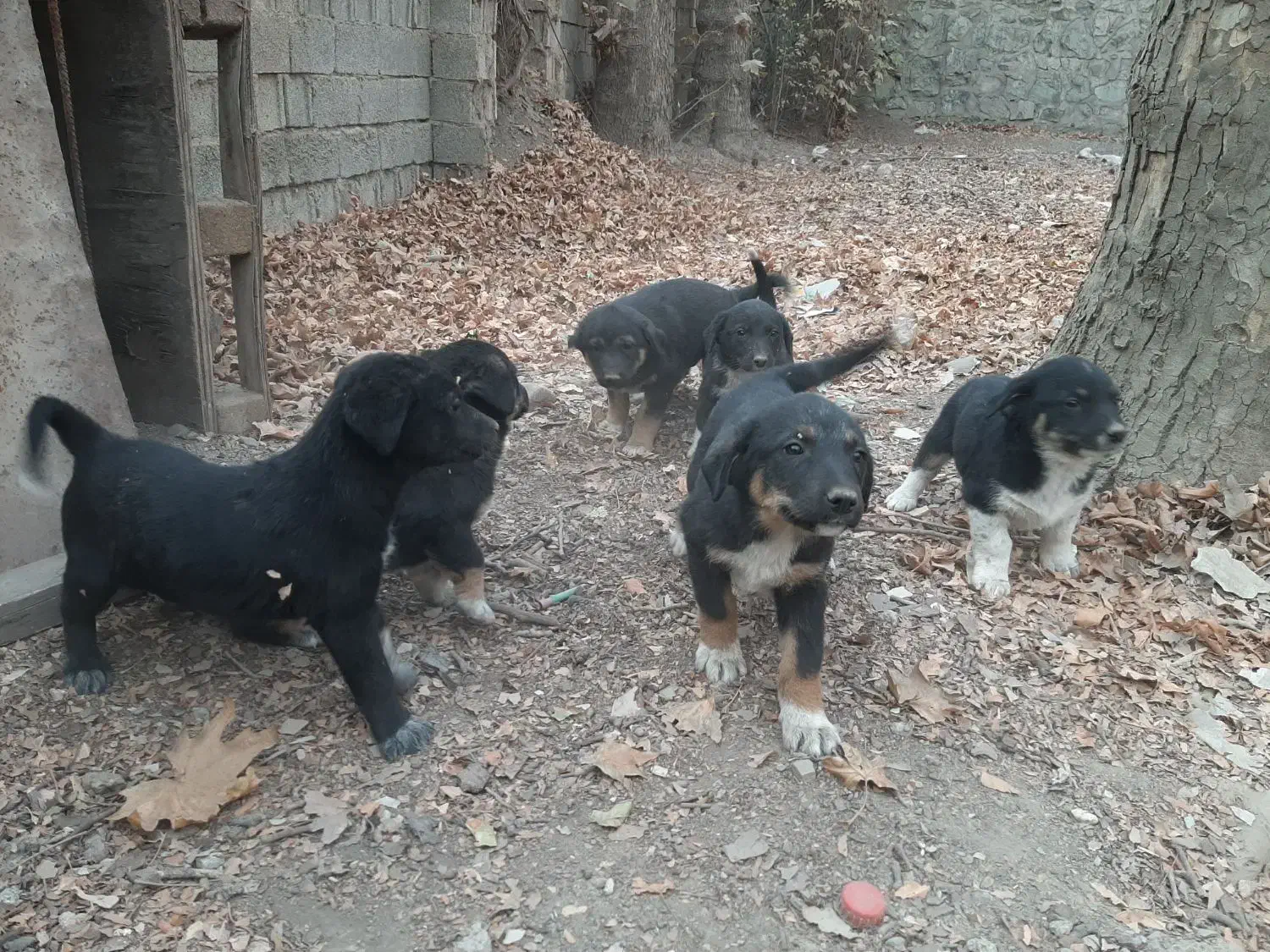 توله سگ فروشی|سگ|کرج, حصار سرجوب|دیوار