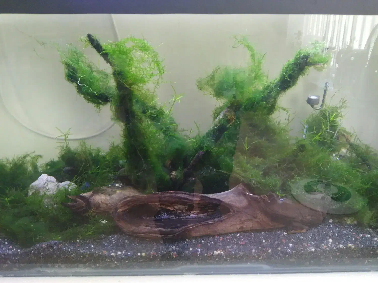 گیاه اکواریوم|ماهی|شیراز, شهرک سراج‎|دیوار