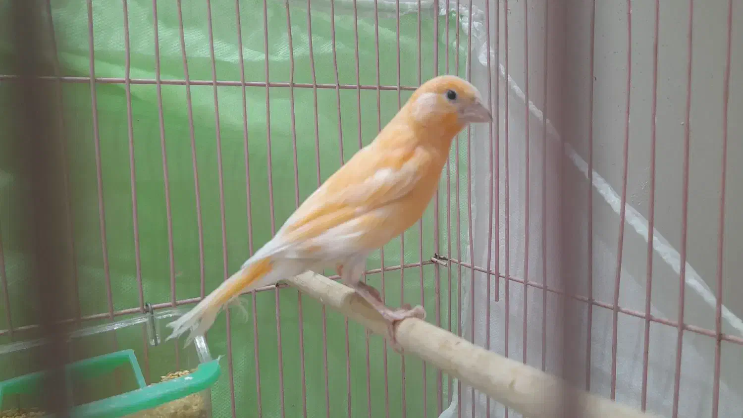 دوعدد قناری نر و ماده|پرنده|تربت‌حیدریه, شهرک ولیعصر|دیوار