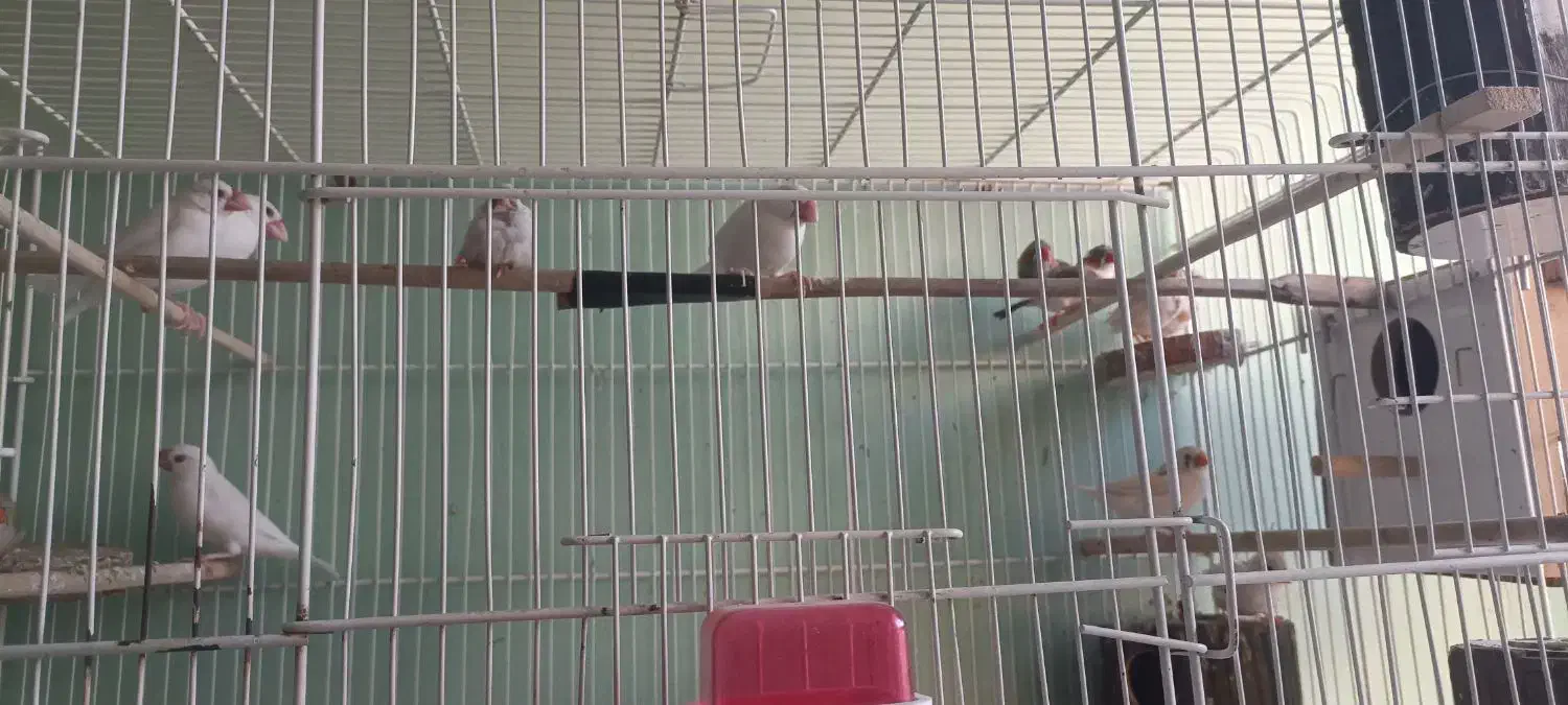 فنج کینگ .معمولی و نرگسی|پرنده|بروجن, |دیوار