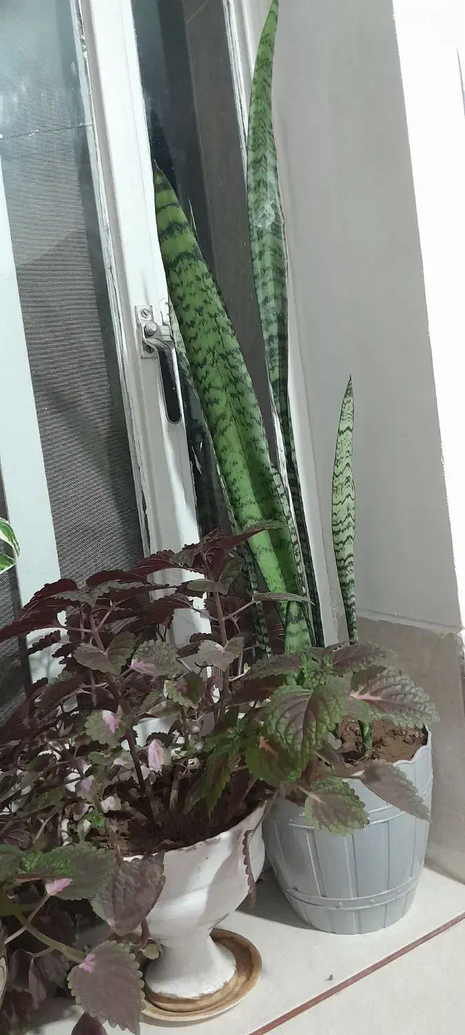 گلدان های زیبا|گل و گیاه طبیعی|حمیدیا, |دیوار