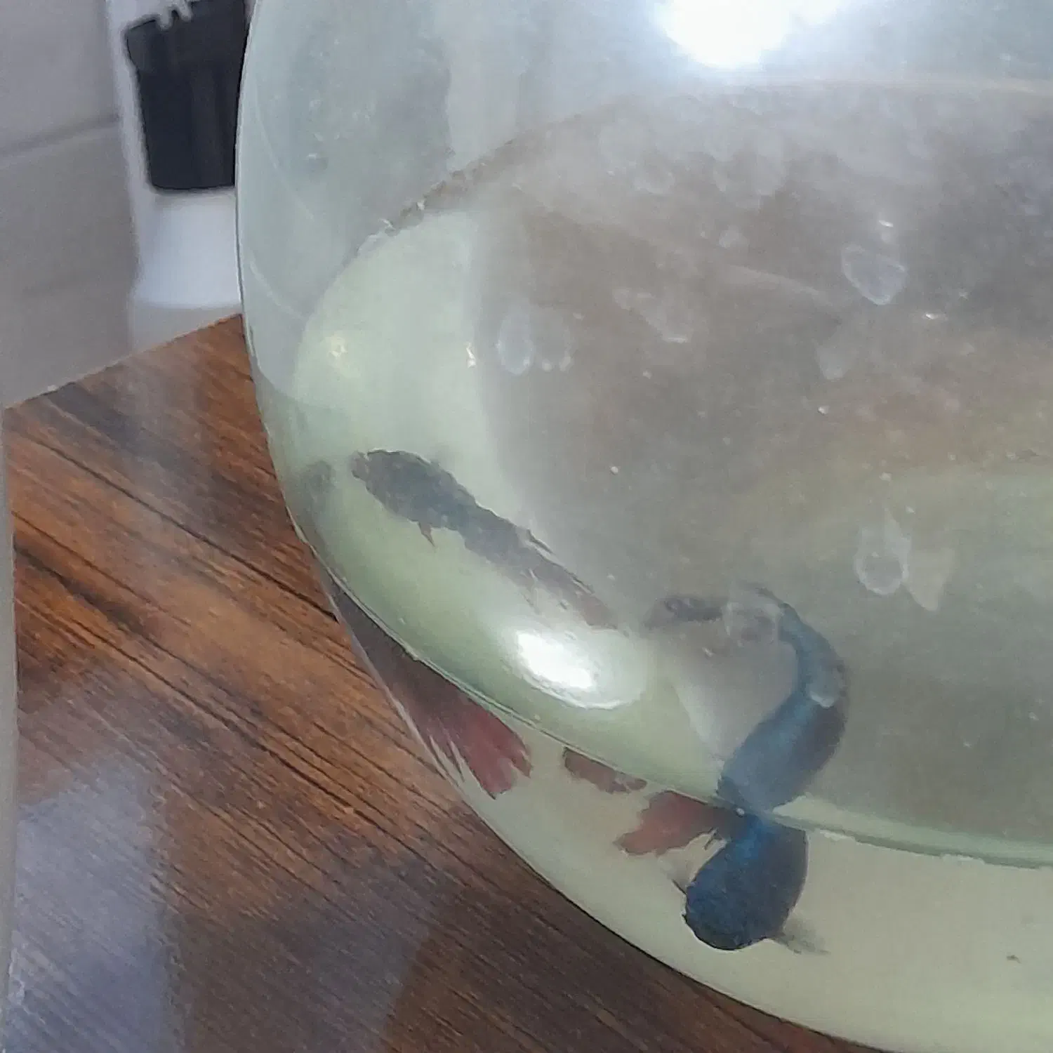 ماهی فایتر نر و ماده|ماهی|شیراز, فاضل|دیوار