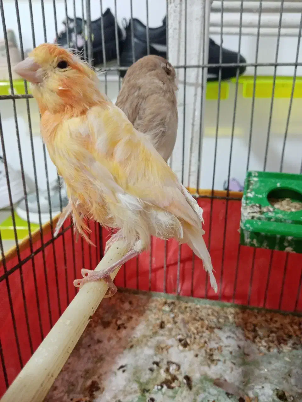 قناری فروشی|پرنده|یزد, |دیوار