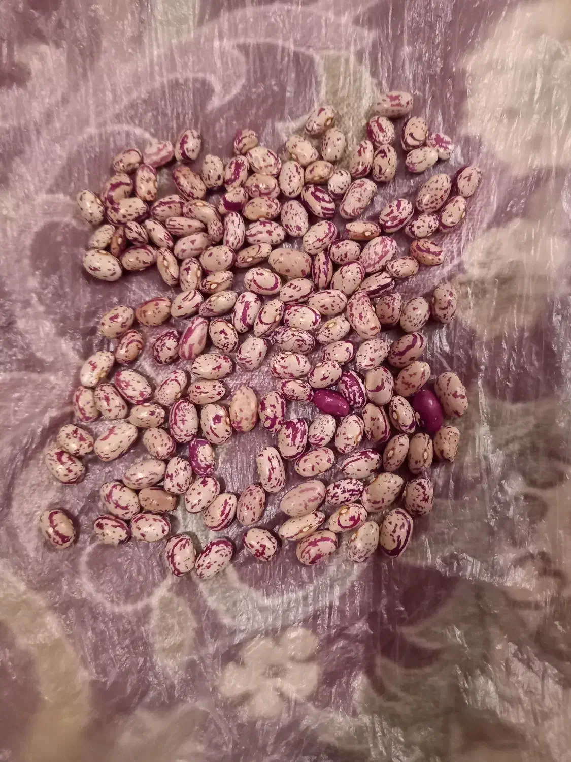 فروش لوبیا چیتی اعلا عمده و خرده|خوردنی و آشامیدنی|سراب, |دیوار