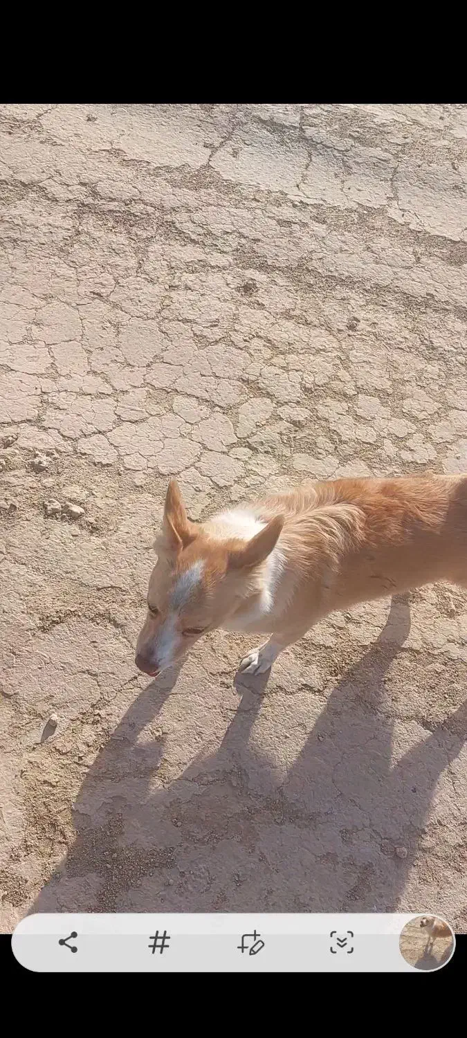 سگ گمشده|حیوانات|مشهد, کارمندان دوم|دیوار