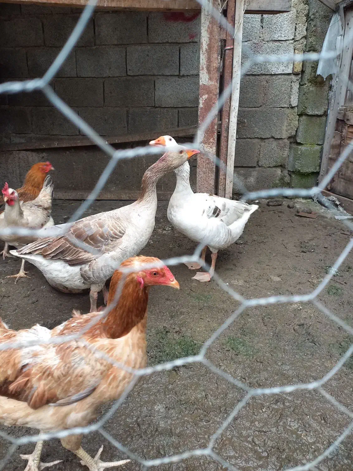 غاز|حیوانات مزرعه|آق قلا, |دیوار