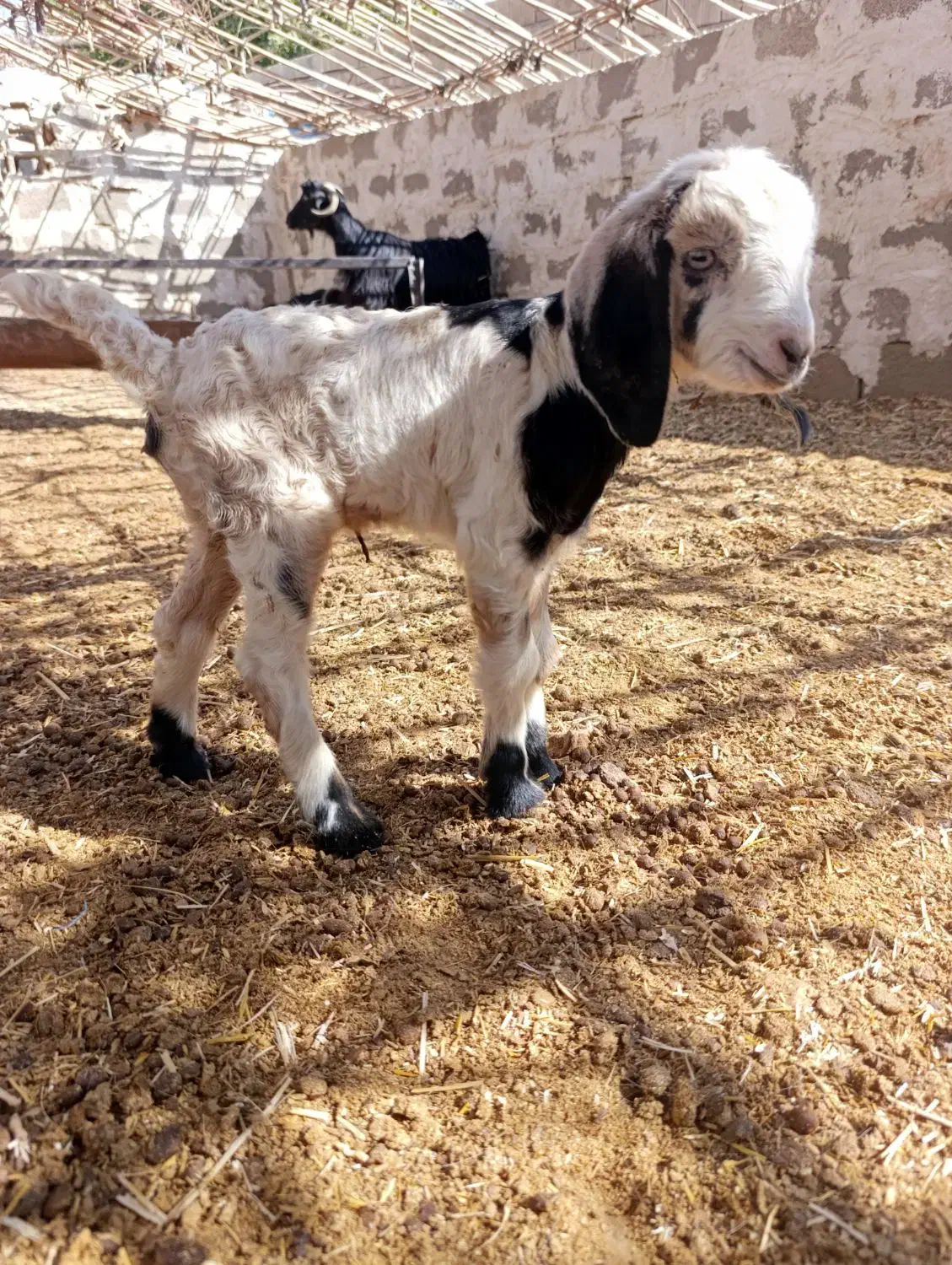 بره و کهره شیری|حیوانات مزرعه|چرام, |دیوار