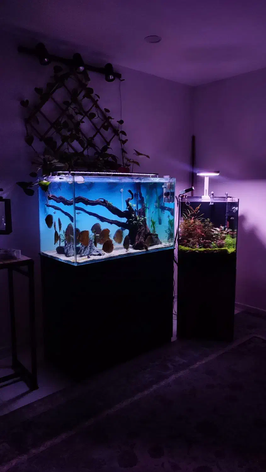 آکواریوم آوا چابهار و کنارک|ماهی|چابهار, |دیوار