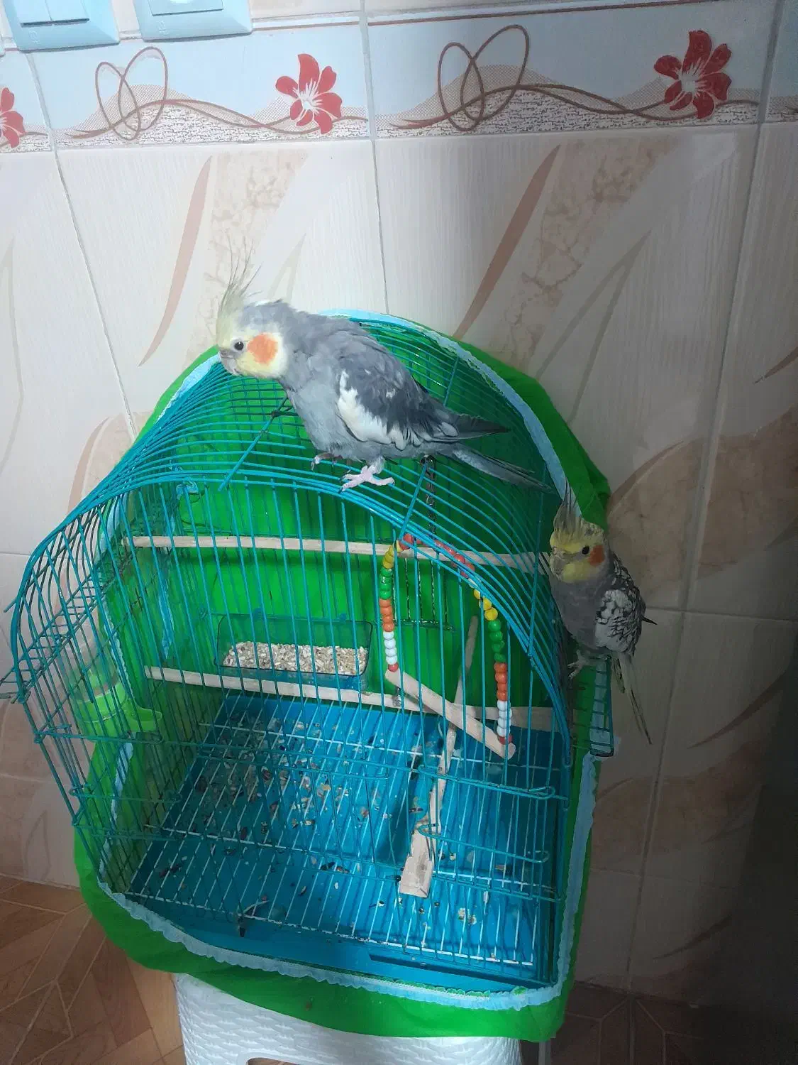 پرنده ی عروس نر و ماده هر دوکاملا سالم وسرحال|پرنده|رشت, دخانیات|دیوار