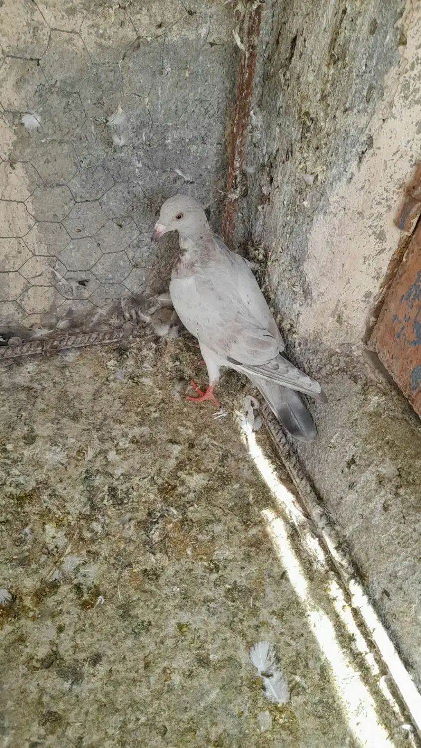 کبوتر جوانه نر|پرنده|آشخانه, |دیوار