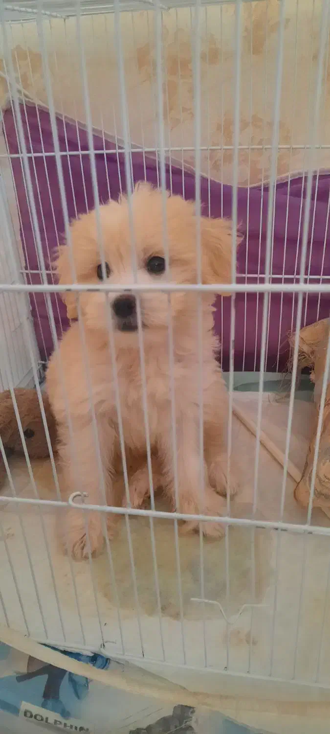 سگ گمشده درمحدوده دانش آموز وادیب گلبهار|سگ|گلبهار, شهر جدید گلبهار|دیوار