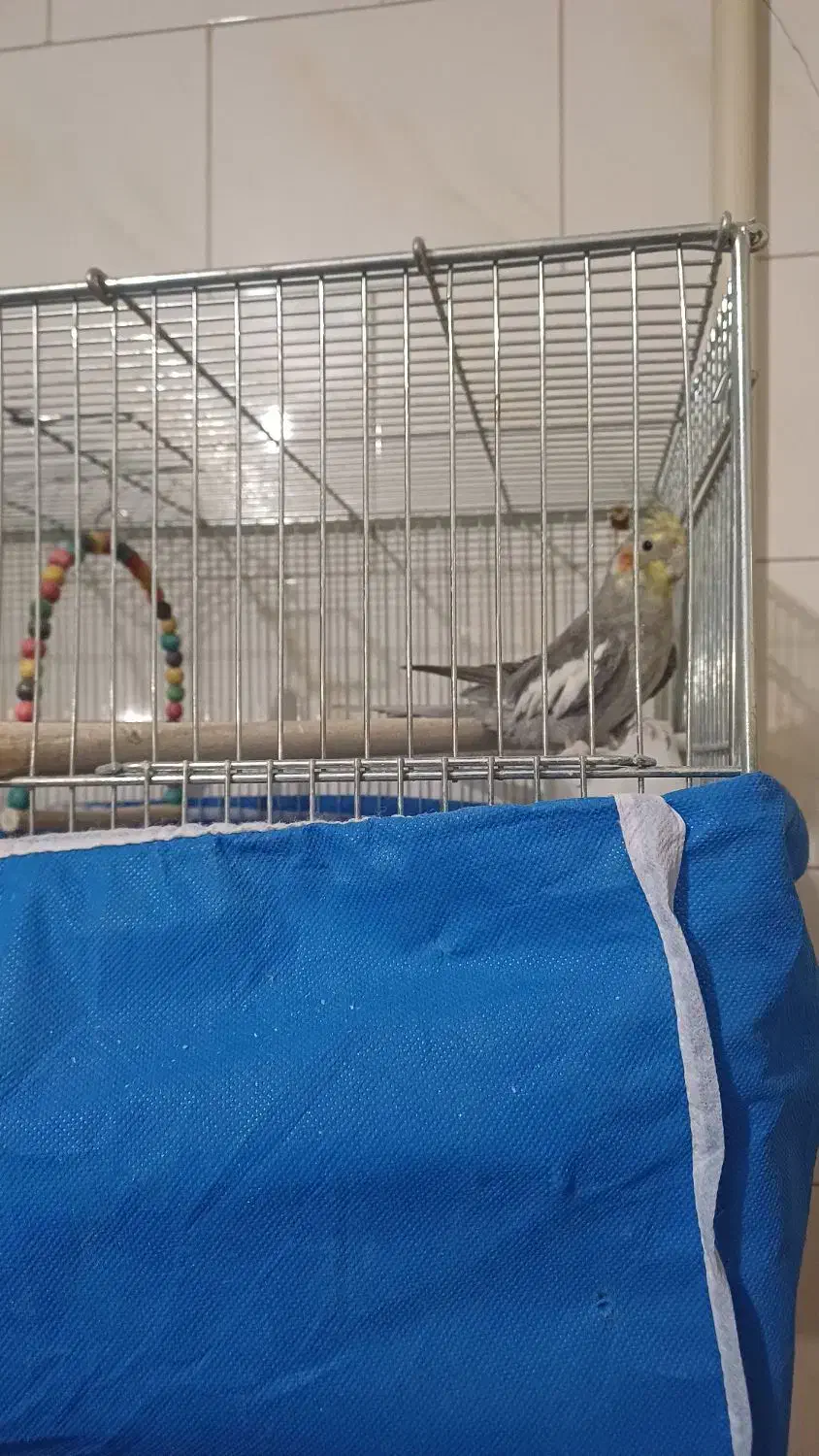 فروش پرنده|پرنده|زیباشهر, |دیوار