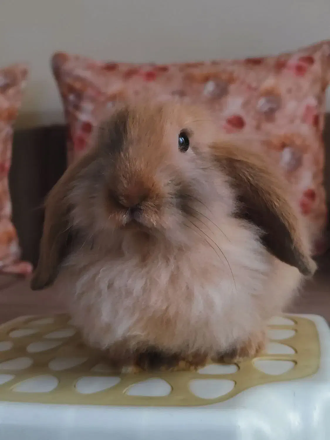 واگذاری رایگان بچه خرگوش لوپ سه ماهه|موش و خرگوش|کرج, گلشهر|دیوار