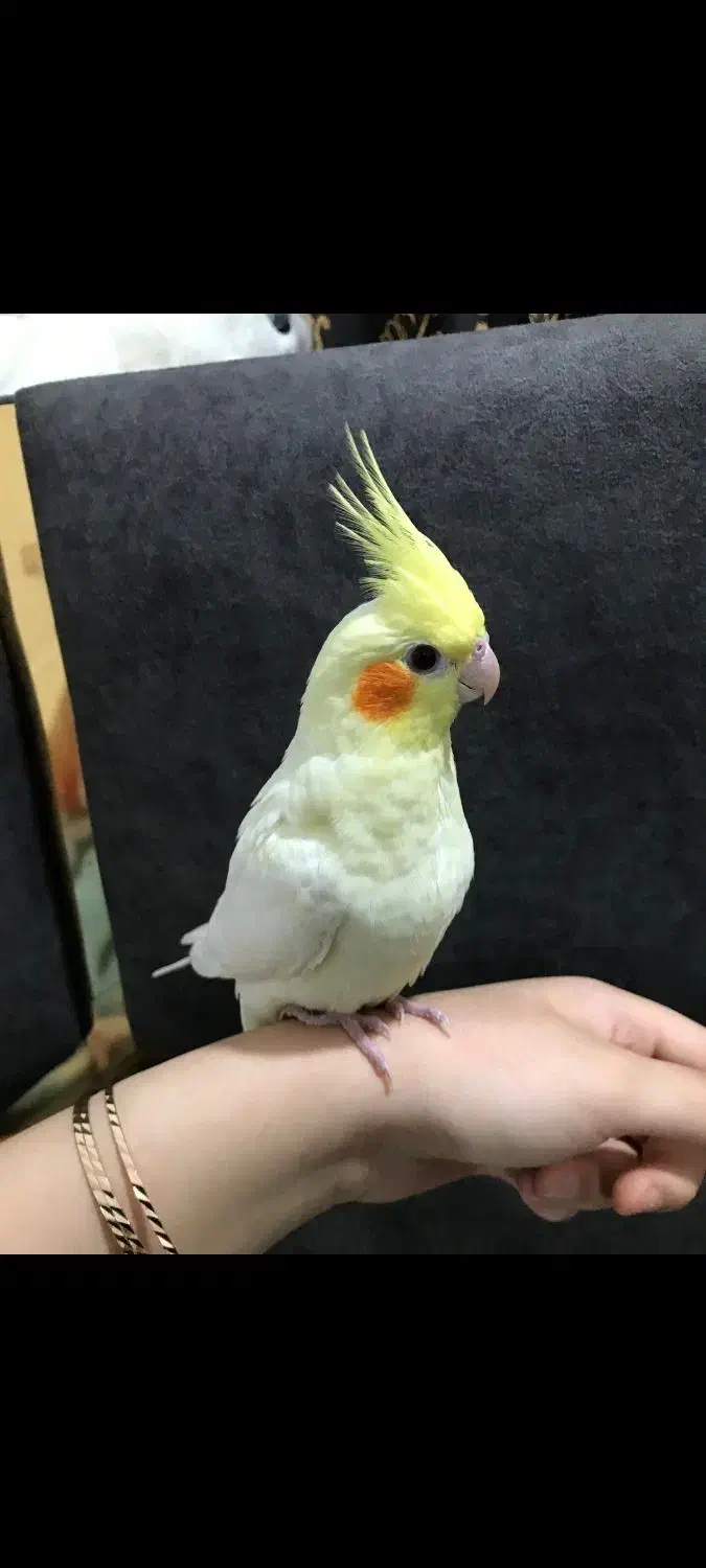 عروس هلندی|پرنده|آغاجاری, |دیوار